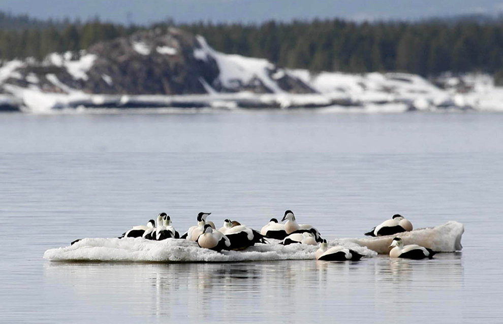 Группа птиц сидит на небольшом островке зимой